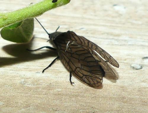 Réf. 341 462 : Sialis lutaria